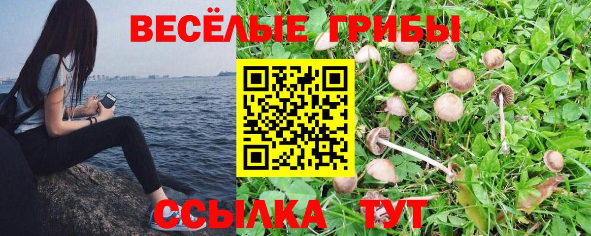 где продают наркотики  Псилоцибиновые грибы Psilocybine cubensis  Галлюциногенные грибы прущие грибы  Вход с VPN  Шелехов 